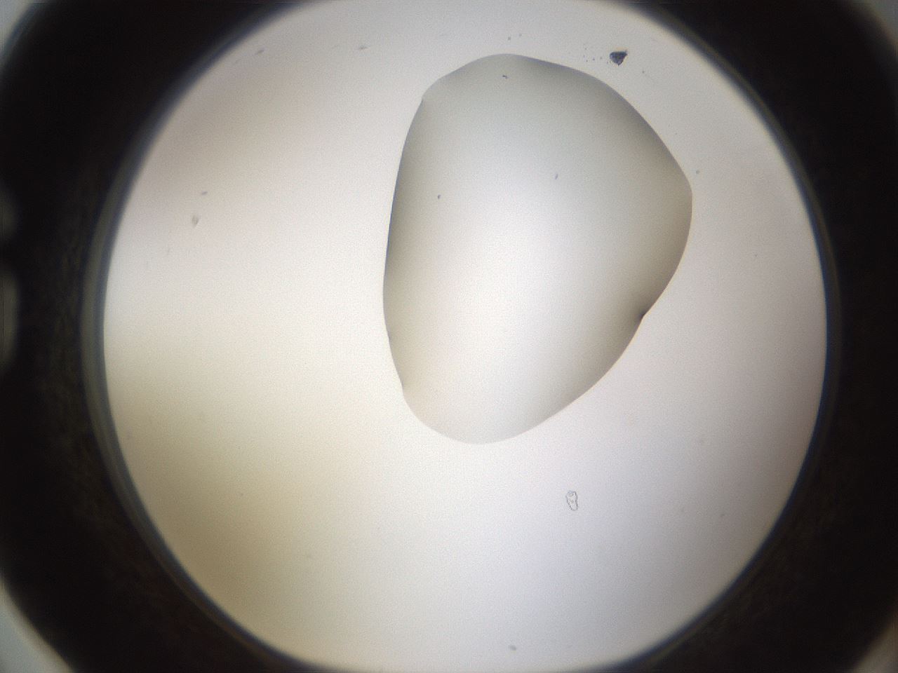 folderID270_plateID1270_batchID4167_wellNum78_profileID1_d1_r73874_ef.jpg