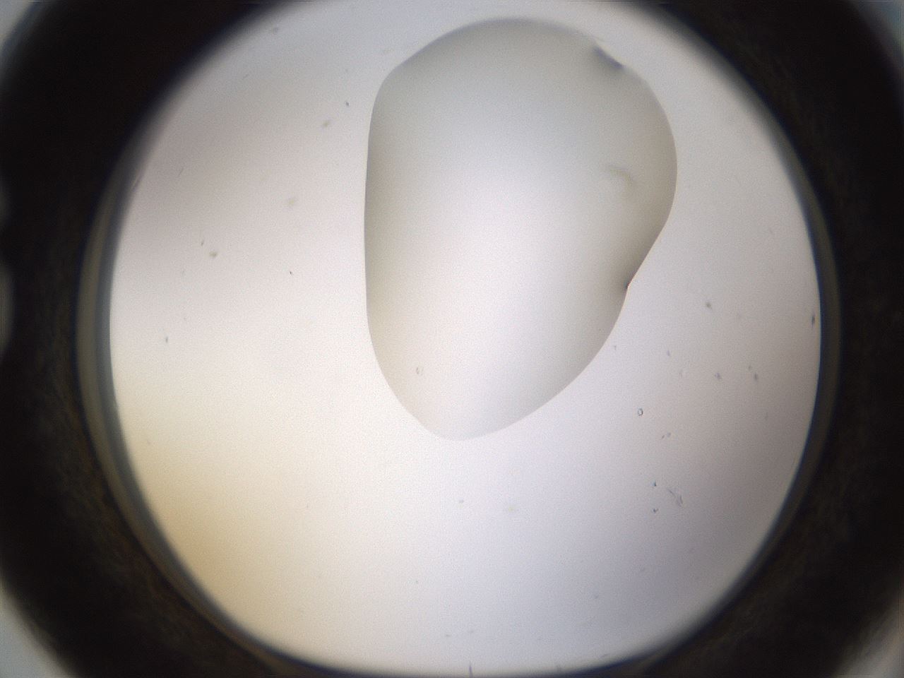 folderID270_plateID1270_batchID4167_wellNum80_profileID1_d1_r73878_ef.jpg