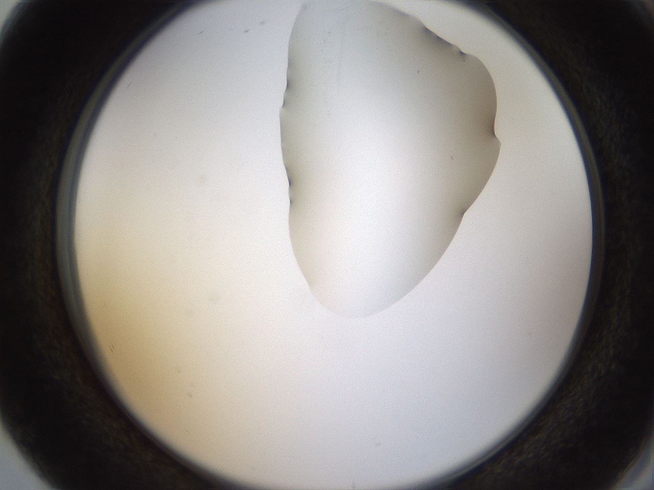 folderID270_plateID1270_batchID4167_wellNum80_profileID1_d2_r73879_ef.jpg