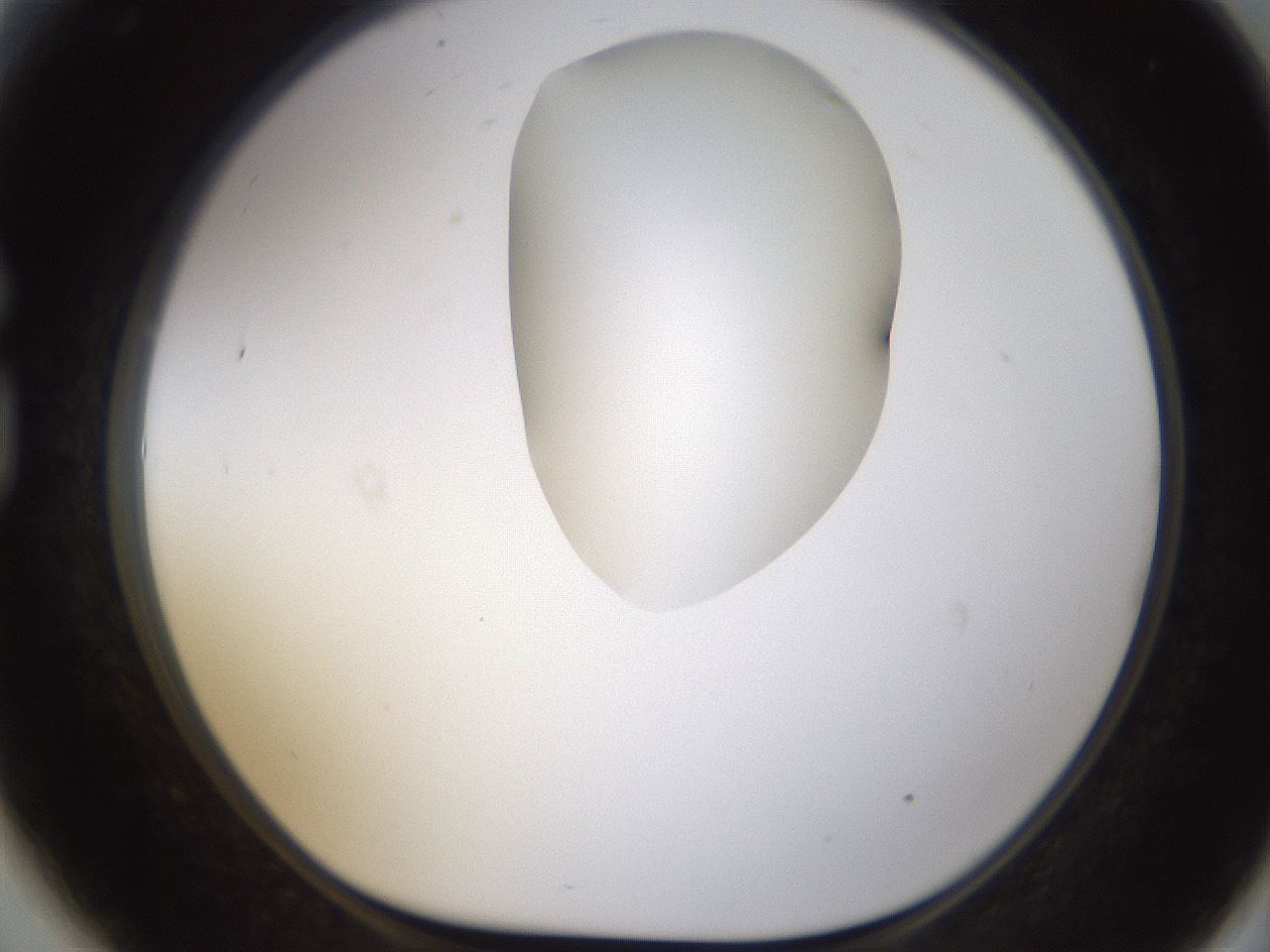 folderID270_plateID1270_batchID4167_wellNum81_profileID1_d1_r73880_ef.jpg