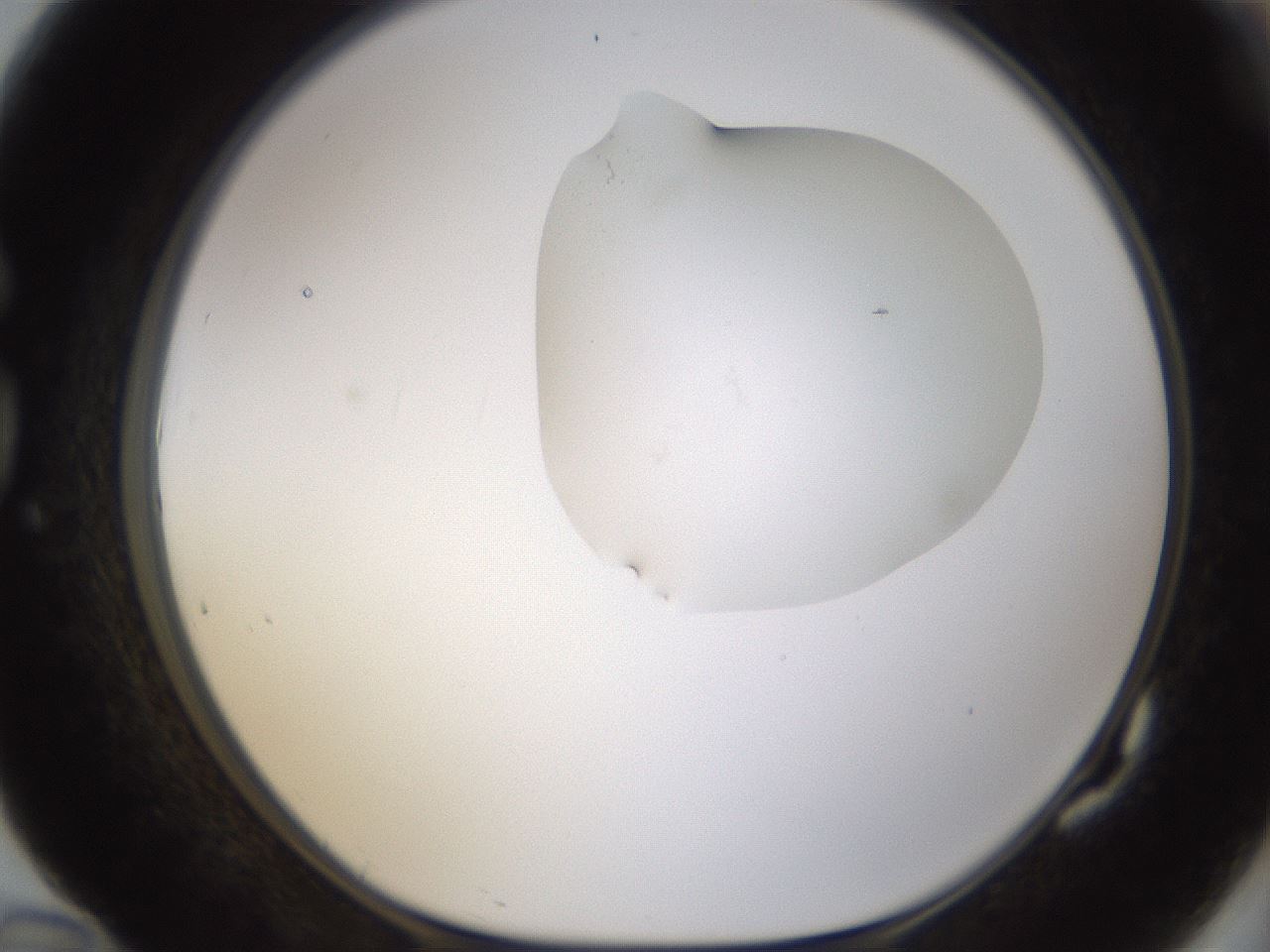 folderID270_plateID1270_batchID4167_wellNum82_profileID1_d1_r73882_ef.jpg