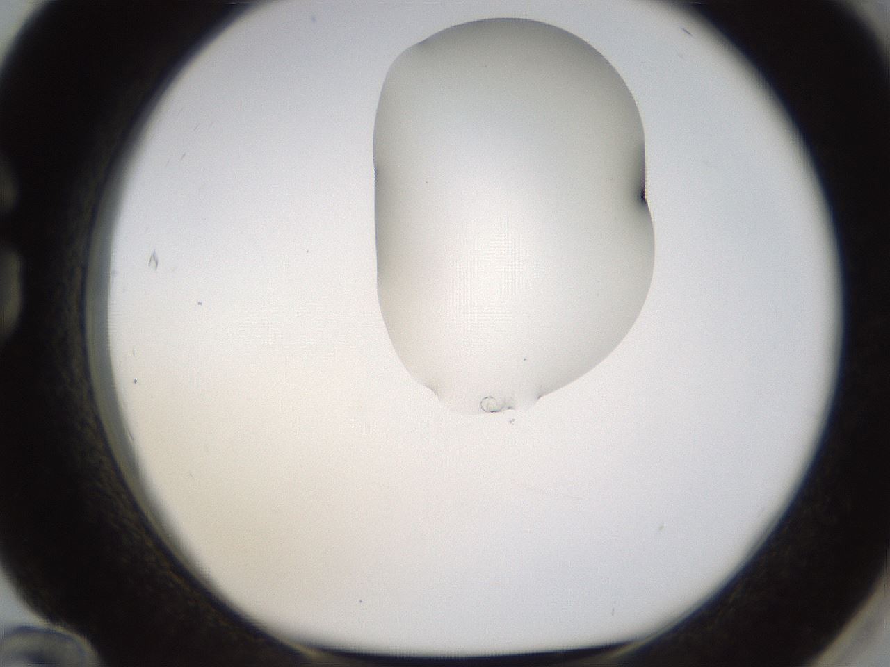 folderID270_plateID1270_batchID4167_wellNum84_profileID1_d1_r73886_ef.jpg