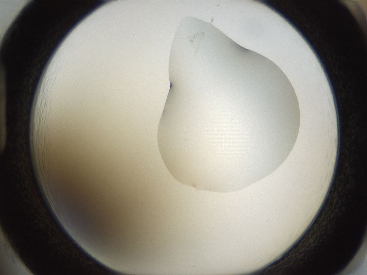 folderID270_plateID1270_batchID4167_wellNum85_profileID1_d1_r73888_ef.jpg