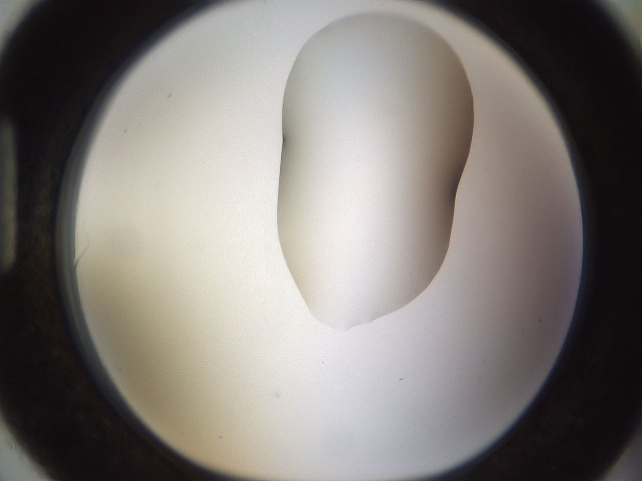 folderID270_plateID1270_batchID4167_wellNum90_profileID1_d1_r73898_ef.jpg
