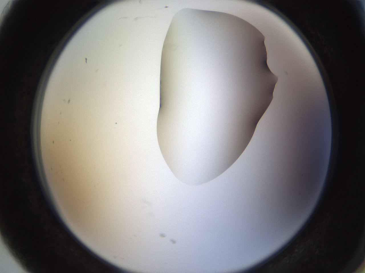 folderID270_plateID1270_batchID4167_wellNum91_profileID1_d2_r73901_ef.jpg