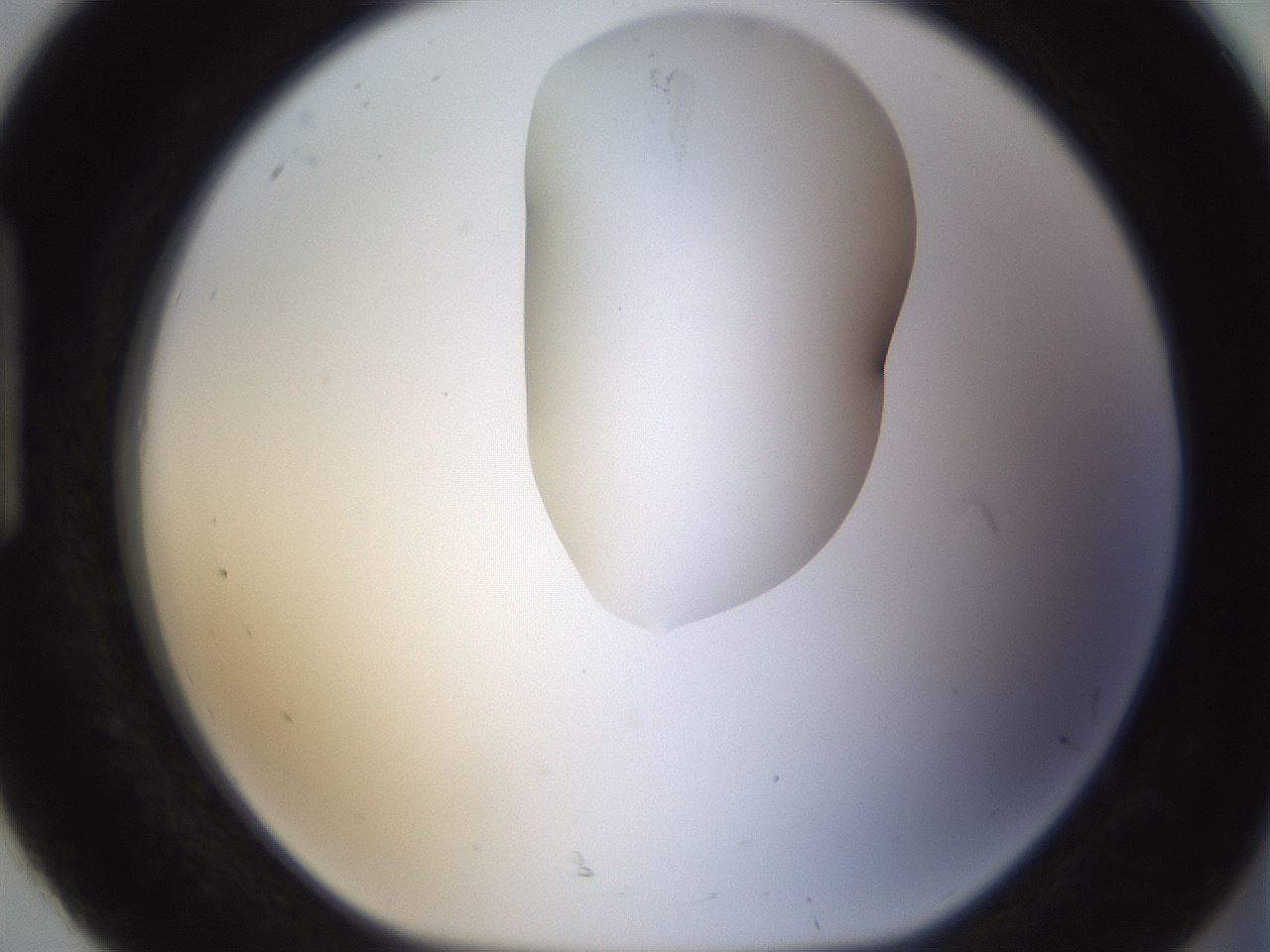 folderID270_plateID1270_batchID4167_wellNum92_profileID1_d1_r73902_ef.jpg