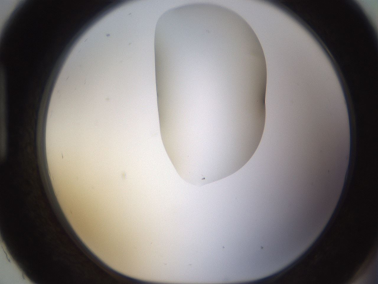 folderID270_plateID1270_batchID4167_wellNum93_profileID1_d1_r73904_ef.jpg