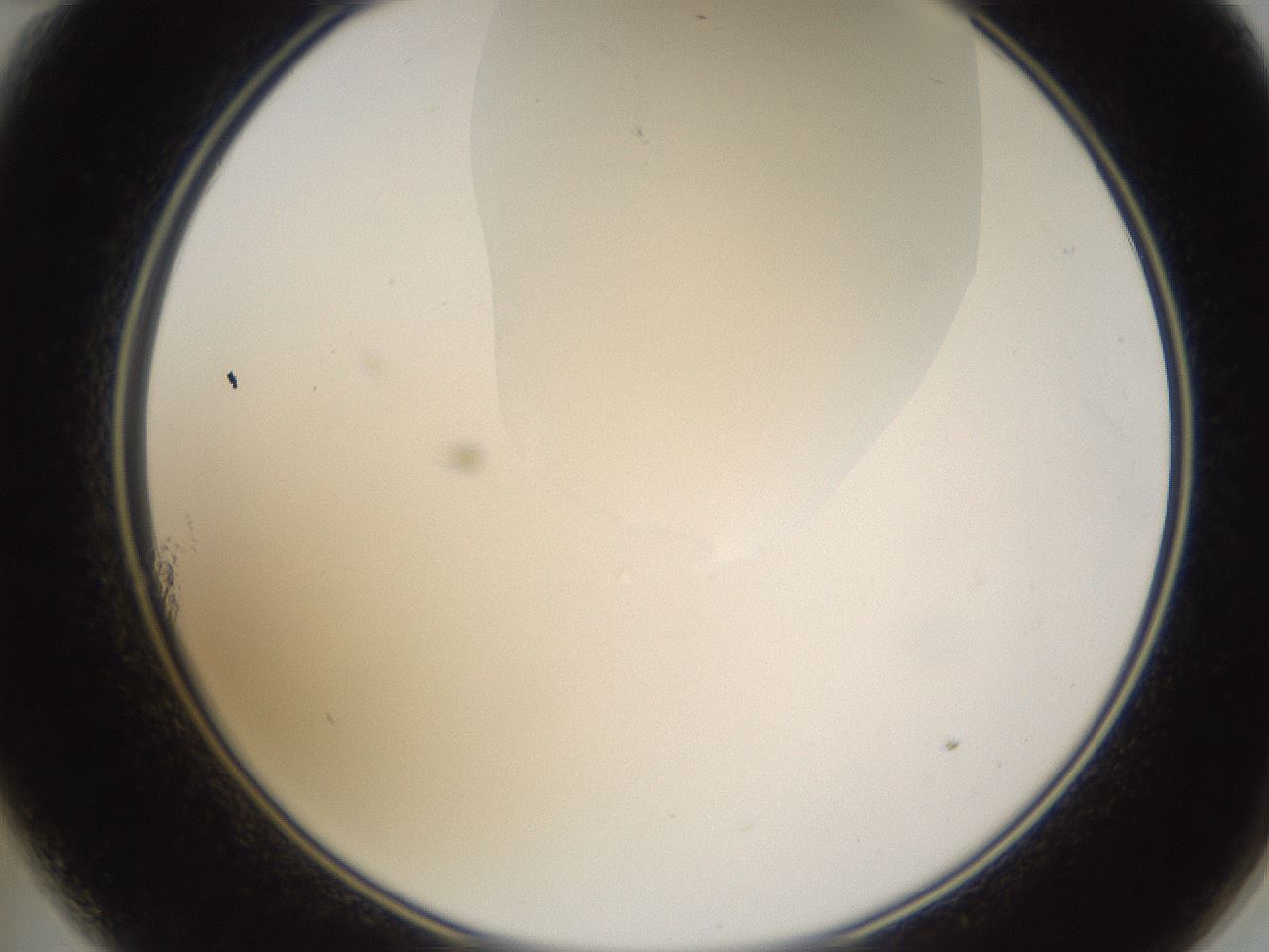 folderID271_plateID1271_batchID4169_wellNum11_profileID1_d2_r74317_ef.jpg