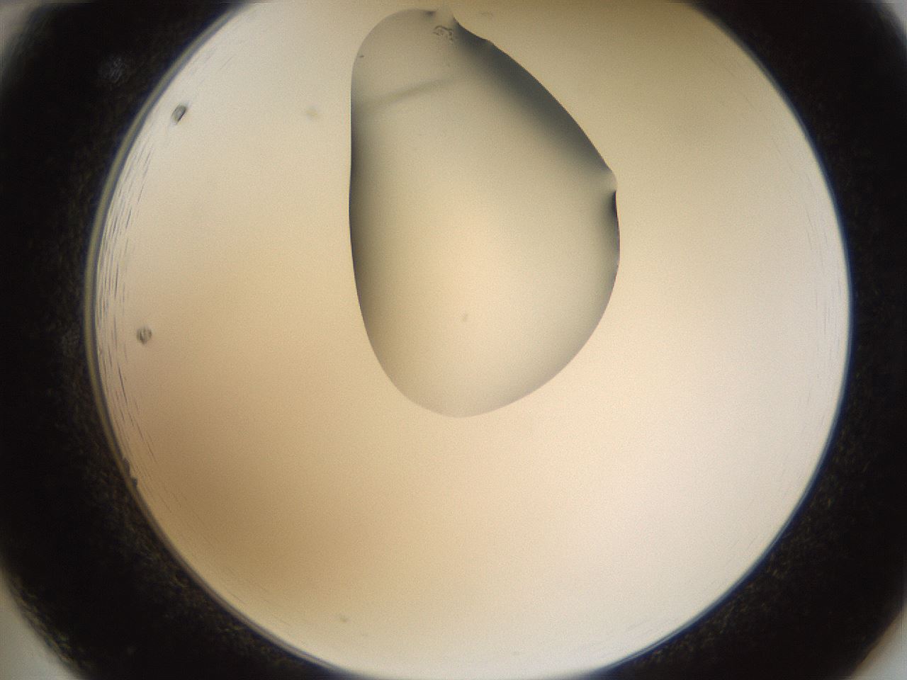 folderID271_plateID1271_batchID4169_wellNum12_profileID1_d2_r74319_ef.jpg