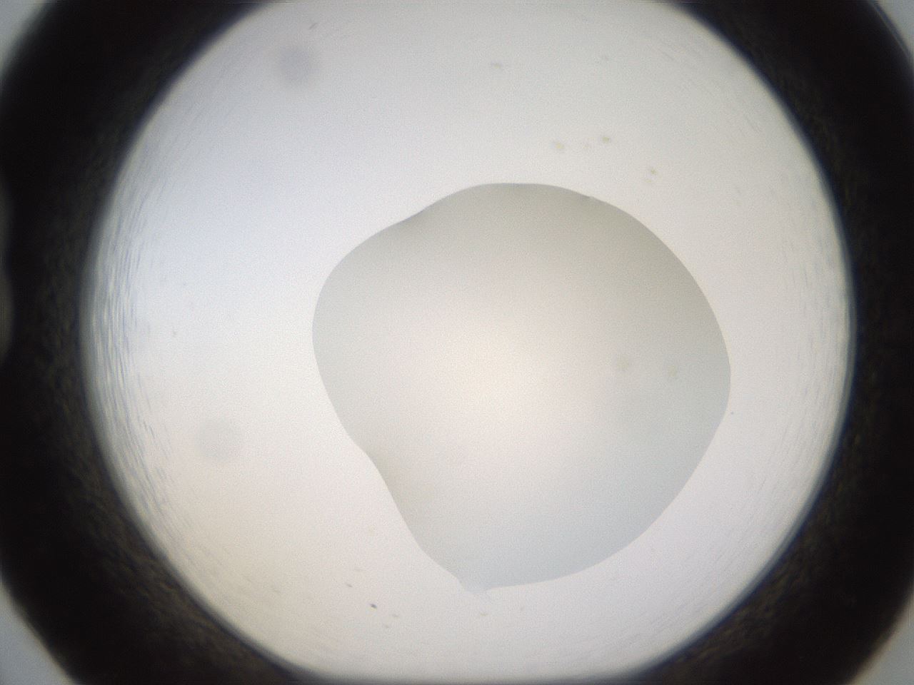 folderID271_plateID1271_batchID4169_wellNum20_profileID1_d1_r74334_ef.jpg