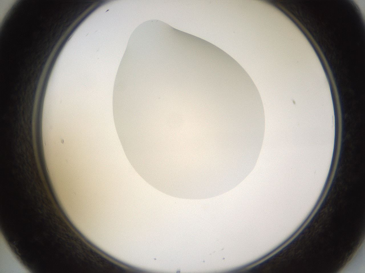 folderID271_plateID1271_batchID4169_wellNum20_profileID1_d2_r74335_ef.jpg