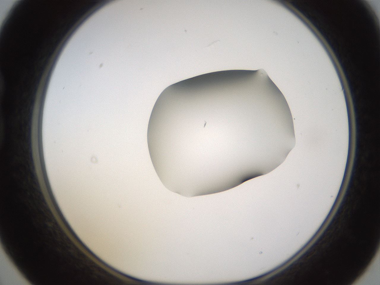 folderID271_plateID1271_batchID4169_wellNum21_profileID1_d1_r74336_ef.jpg