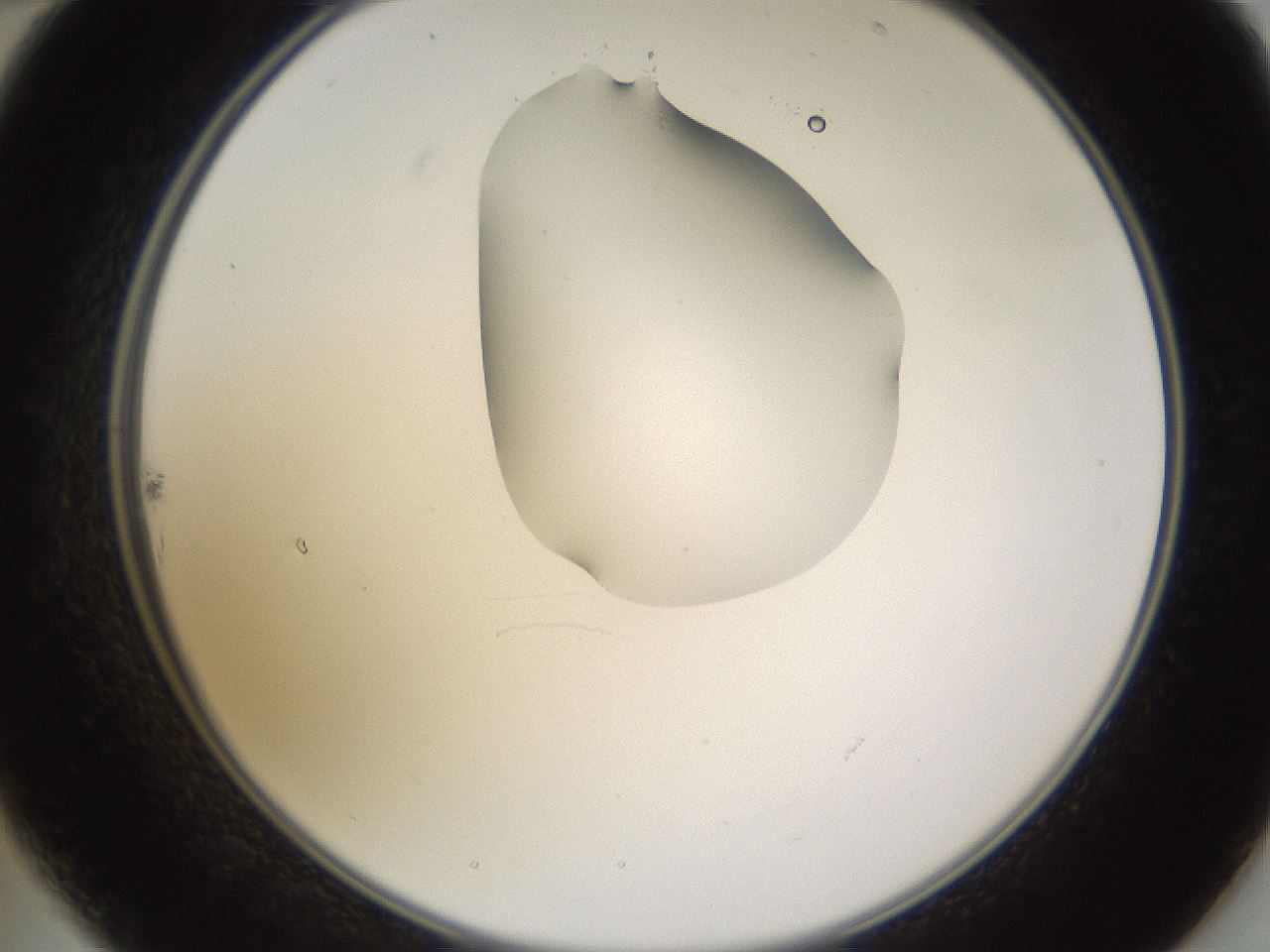 folderID271_plateID1271_batchID4169_wellNum22_profileID1_d2_r74339_ef.jpg