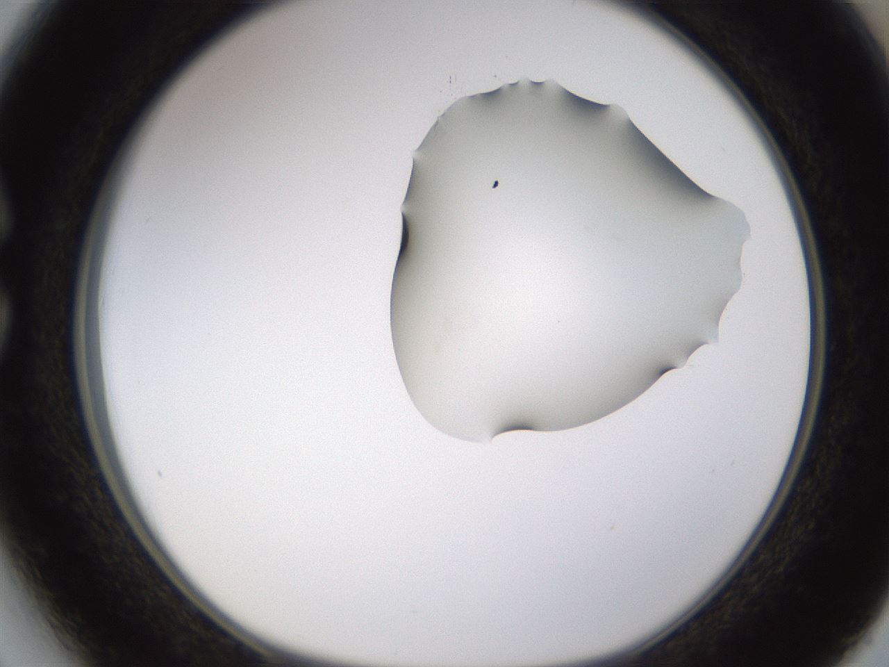 folderID271_plateID1271_batchID4169_wellNum27_profileID1_d1_r74348_ef.jpg