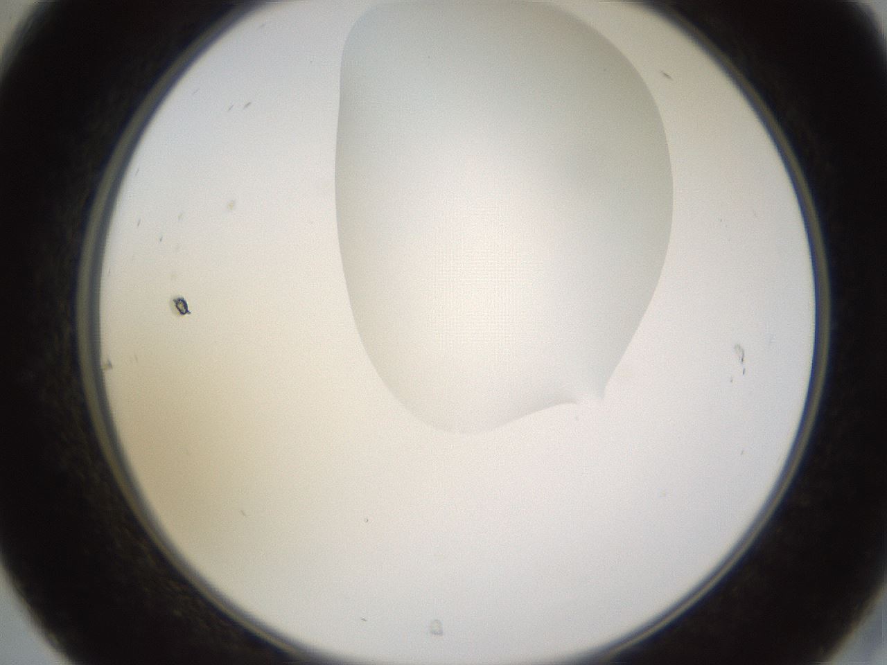folderID271_plateID1271_batchID4169_wellNum31_profileID1_d2_r74357_ef.jpg
