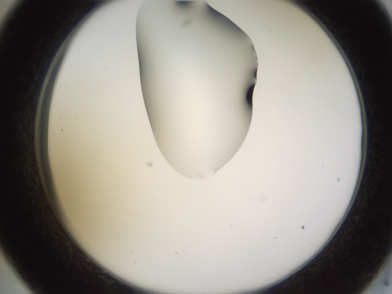 folderID271_plateID1271_batchID4169_wellNum33_profileID1_d2_r74361_ef.jpg