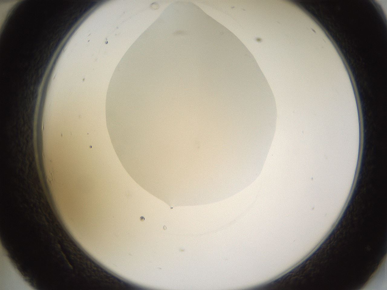 folderID271_plateID1271_batchID4169_wellNum34_profileID1_d2_r74363_ef.jpg