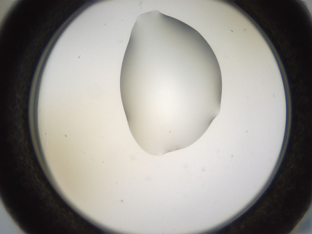 folderID271_plateID1271_batchID4169_wellNum41_profileID1_d2_r74377_ef.jpg