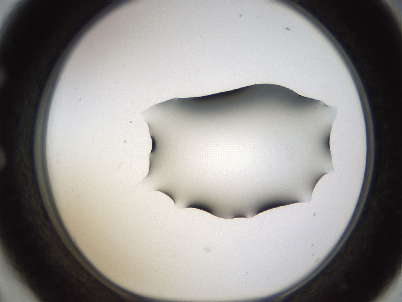 folderID271_plateID1271_batchID4169_wellNum54_profileID1_d1_r74402_ef.jpg
