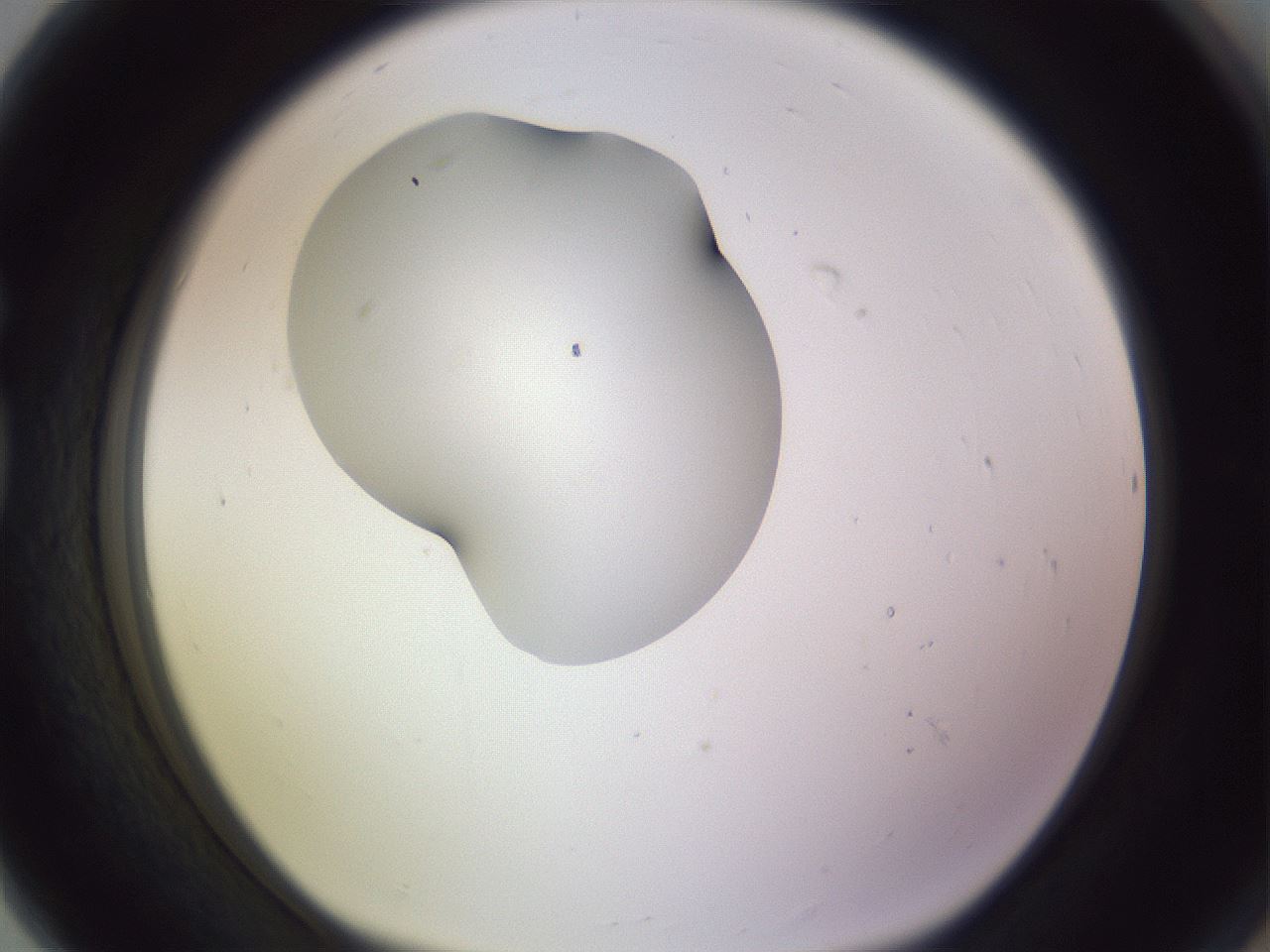 folderID277_plateID1277_batchID4166_wellNum80_profileID1_d1_r73686_ef.jpg