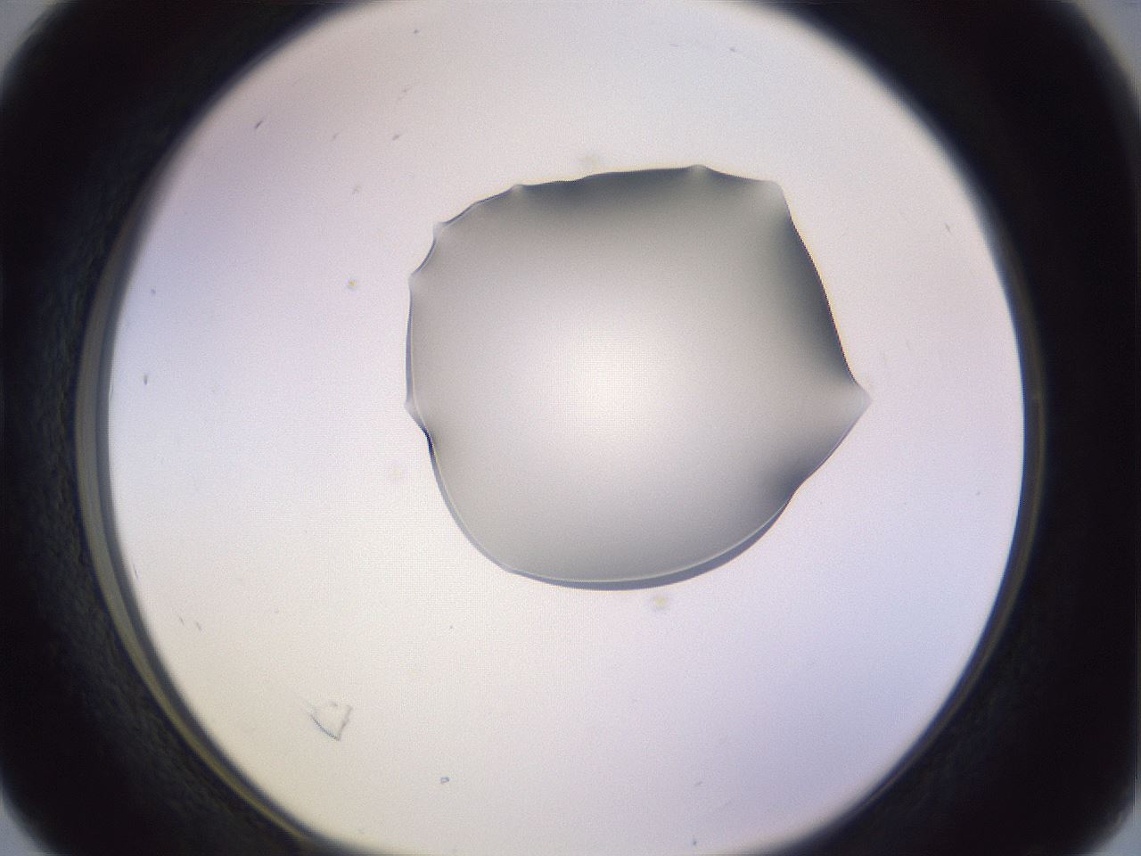 folderID278_plateID1278_batchID4168_wellNum16_profileID1_d1_r74134_ef.jpg