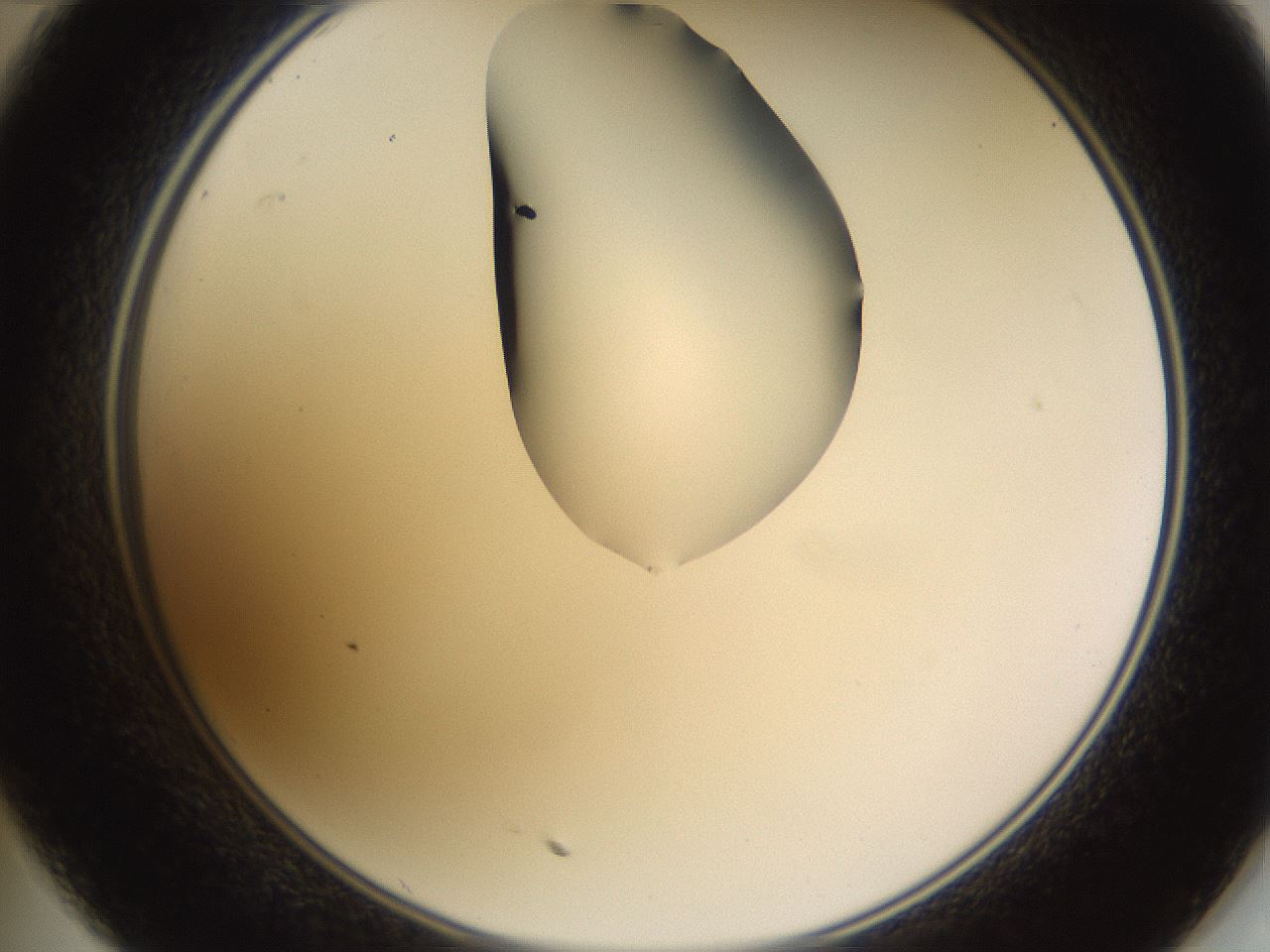folderID271_plateID1271_batchID4169_wellNum35_profileID1_d2_r74365_ef.jpg