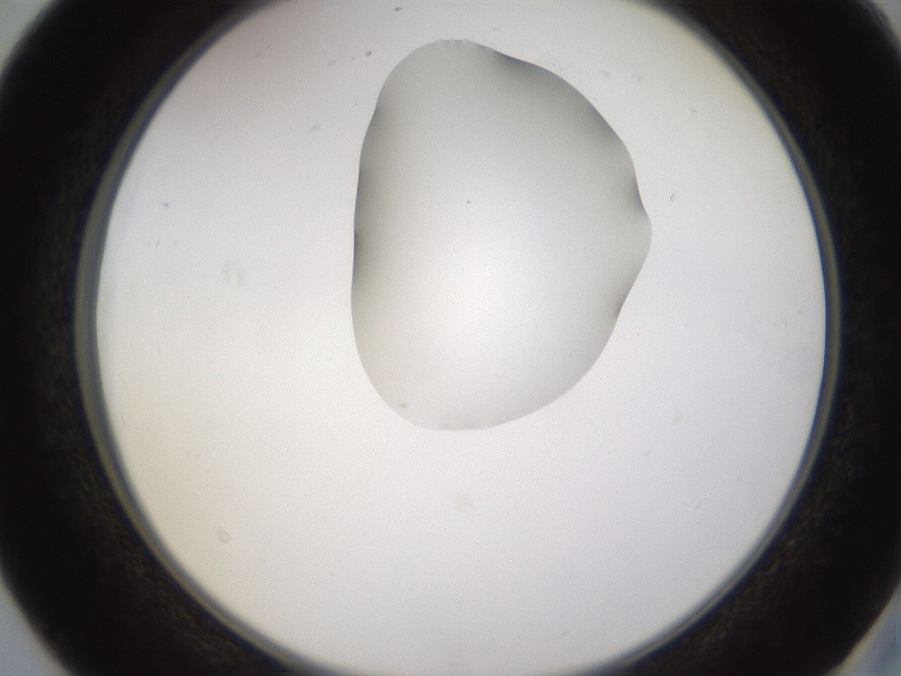 folderID271_plateID1271_batchID4169_wellNum40_profileID1_d2_r74375_ef.jpg