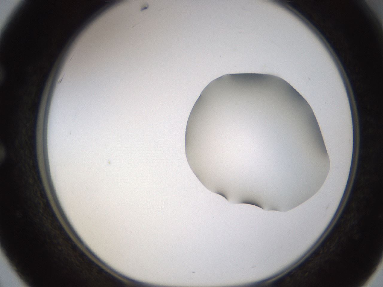 folderID271_plateID1271_batchID4169_wellNum51_profileID1_d1_r74396_ef.jpg