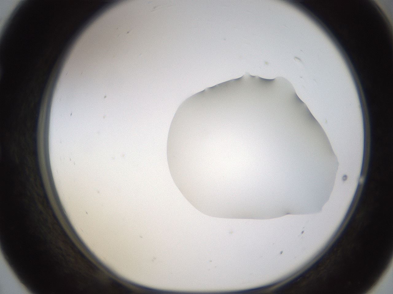 folderID271_plateID1271_batchID4169_wellNum55_profileID1_d1_r74404_ef.jpg