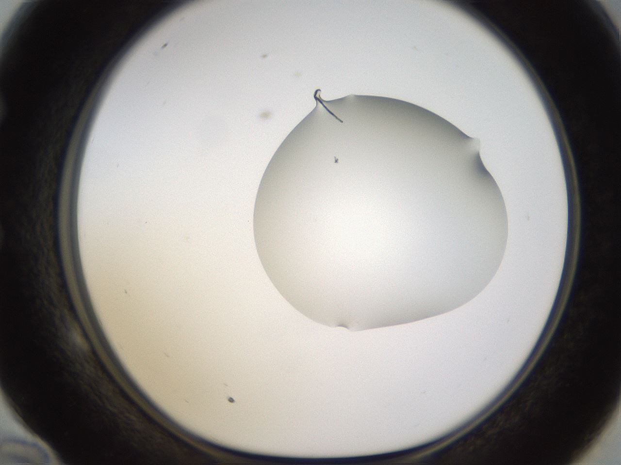 folderID271_plateID1271_batchID4169_wellNum58_profileID1_d1_r74410_ef.jpg