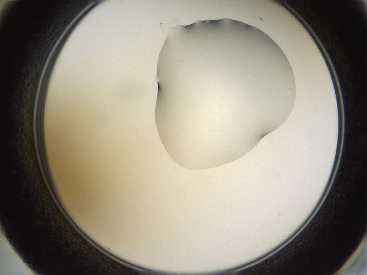 folderID271_plateID1271_batchID4169_wellNum59_profileID1_d2_r74413_ef.jpg