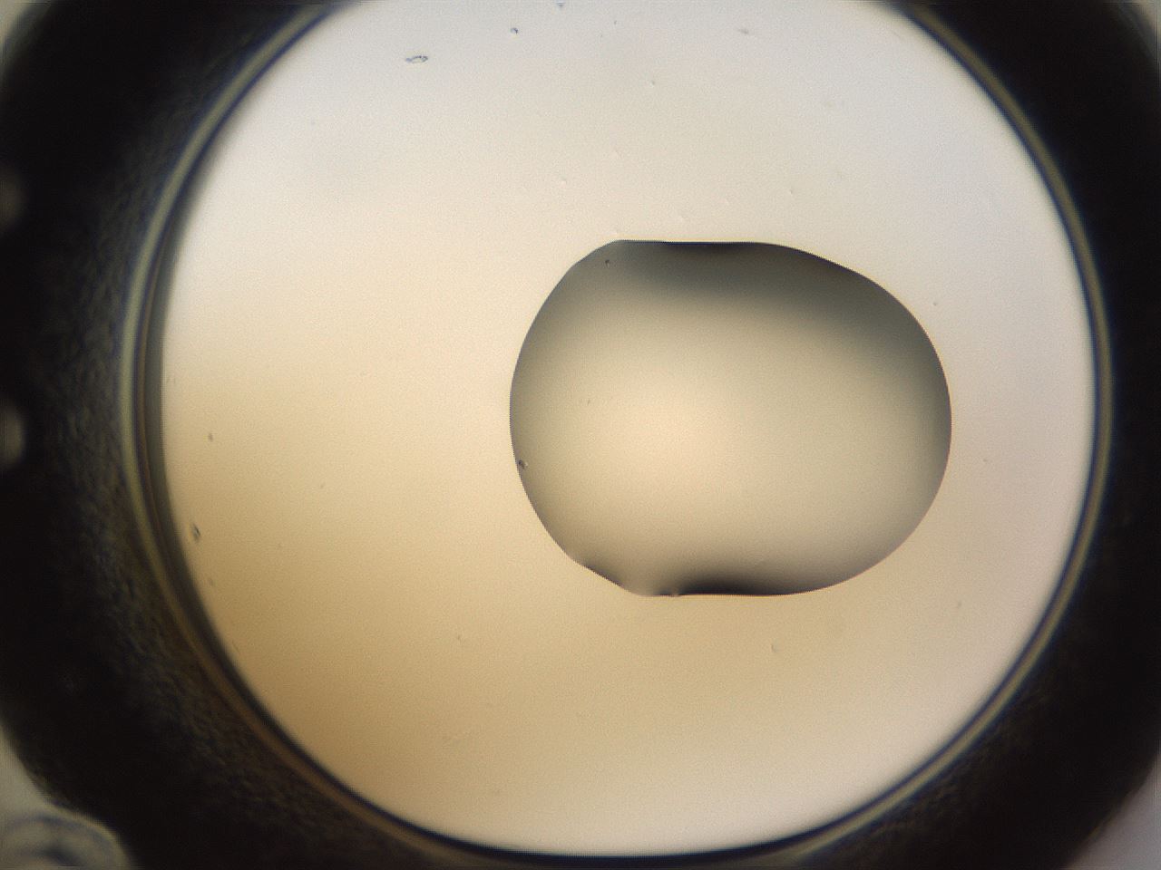 folderID271_plateID1271_batchID4169_wellNum60_profileID1_d1_r74414_ef.jpg