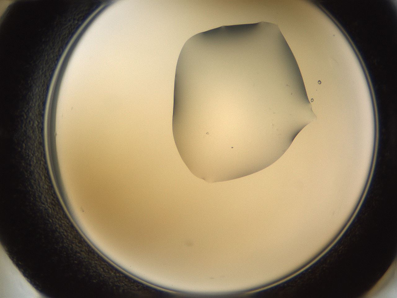 folderID271_plateID1271_batchID4169_wellNum60_profileID1_d2_r74415_ef.jpg