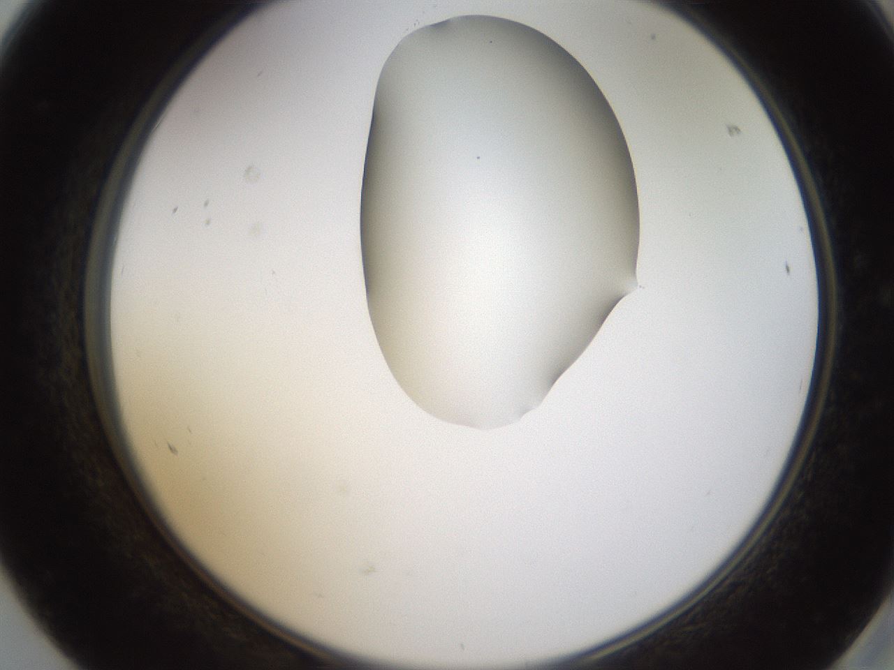folderID271_plateID1271_batchID4169_wellNum68_profileID1_d2_r74431_ef.jpg