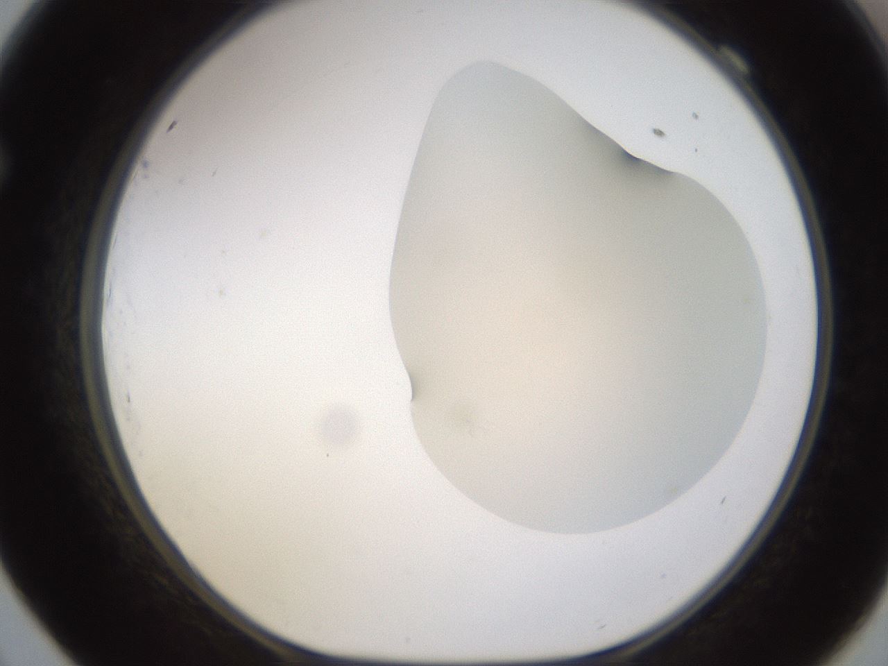 folderID271_plateID1271_batchID4169_wellNum69_profileID1_d1_r74432_ef.jpg