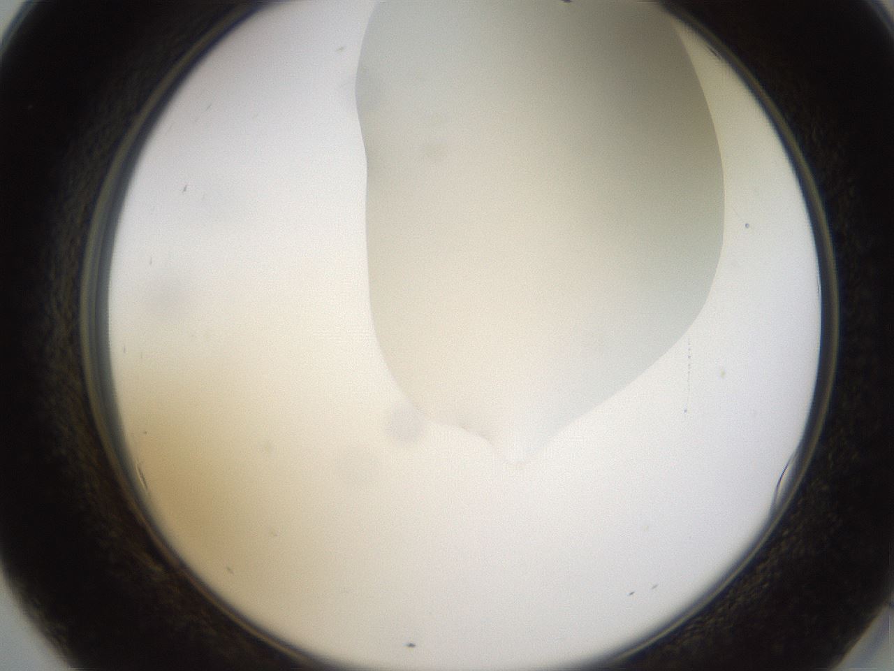 folderID271_plateID1271_batchID4169_wellNum69_profileID1_d2_r74433_ef.jpg