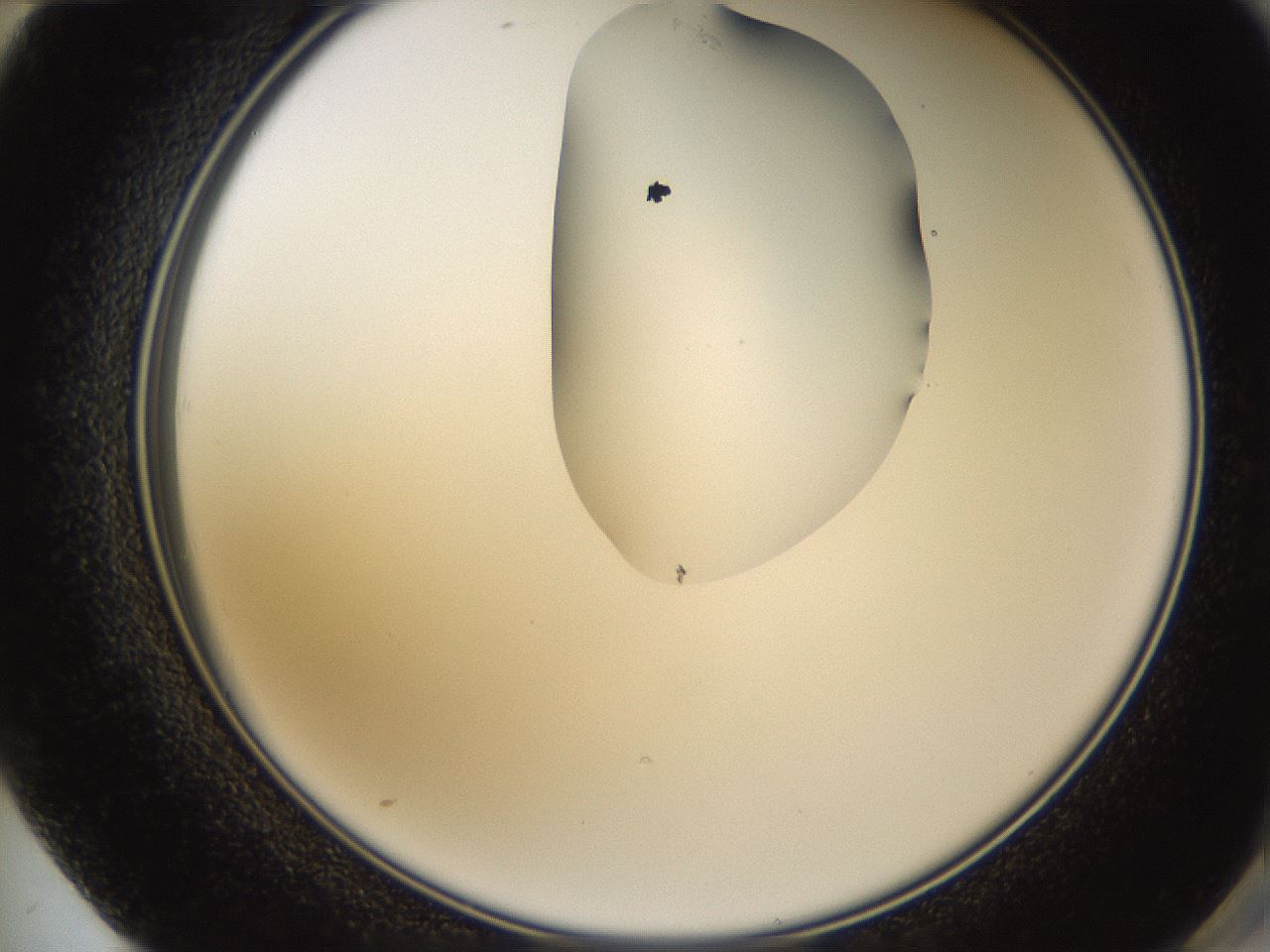 folderID271_plateID1271_batchID4169_wellNum72_profileID1_d2_r74439_ef.jpg