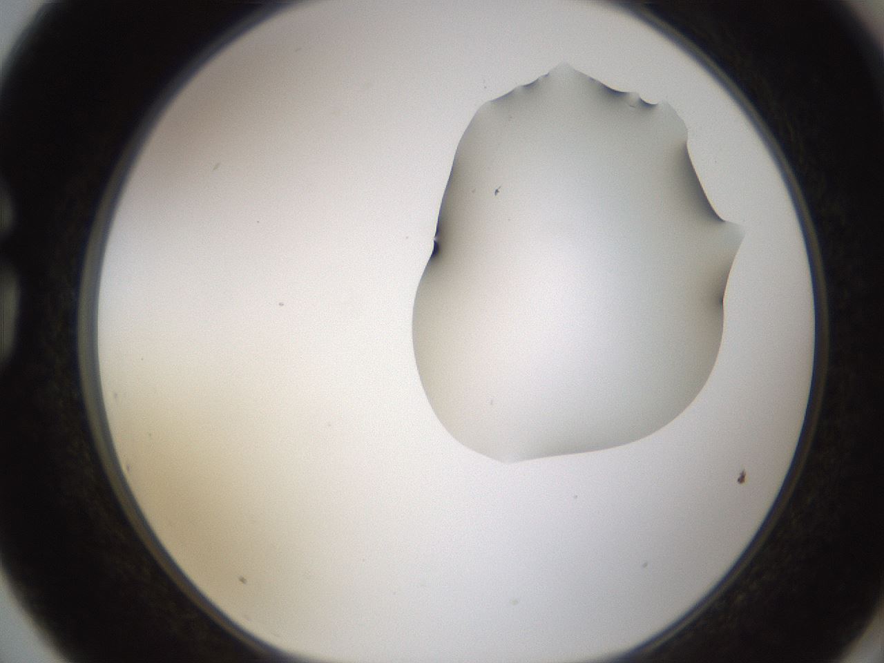 folderID271_plateID1271_batchID4169_wellNum75_profileID1_d1_r74444_ef.jpg