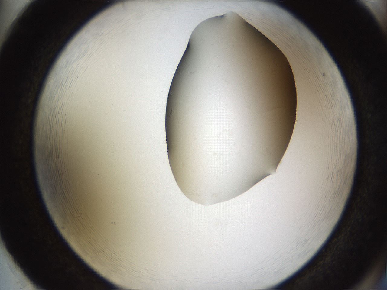 folderID271_plateID1271_batchID4169_wellNum86_profileID1_d2_r74467_ef.jpg