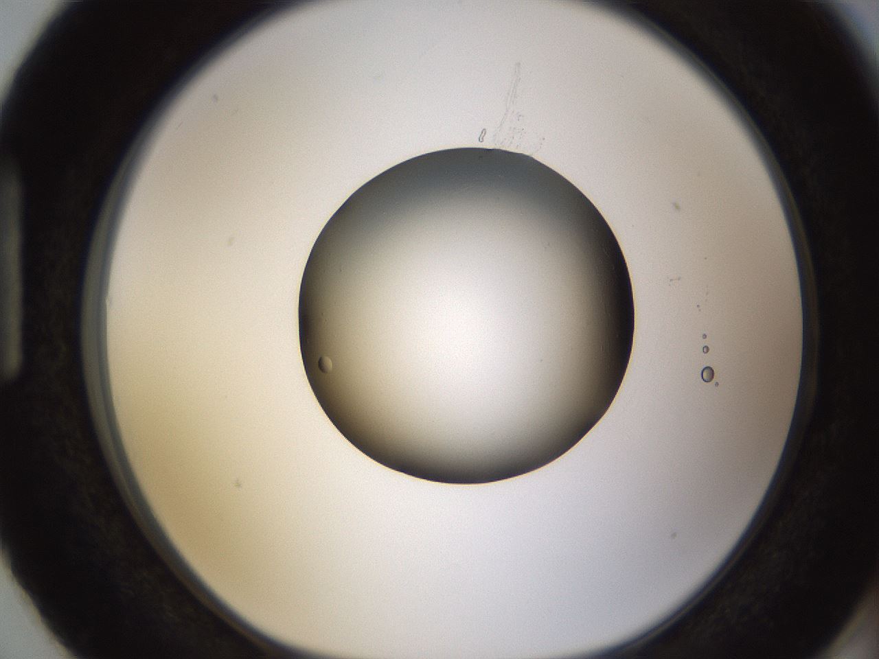 folderID271_plateID1271_batchID4169_wellNum87_profileID1_d1_r74468_ef.jpg
