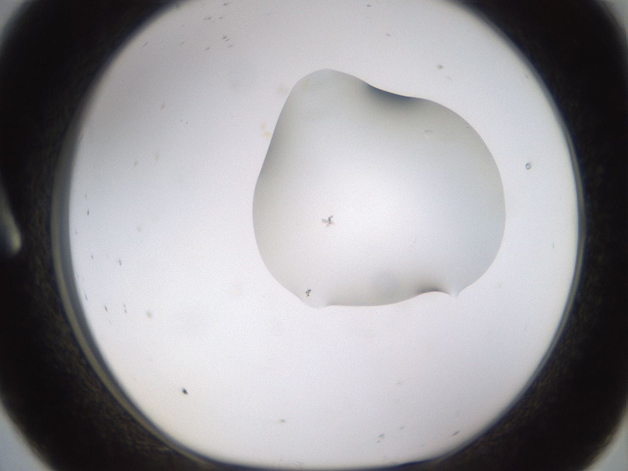 folderID271_plateID1271_batchID4169_wellNum8_profileID1_d1_r74310_ef.jpg