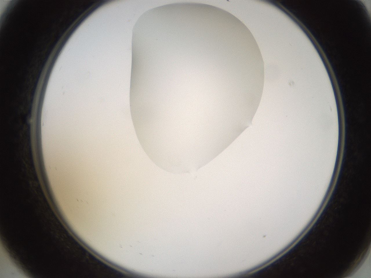 folderID271_plateID1271_batchID4169_wellNum8_profileID1_d2_r74311_ef.jpg