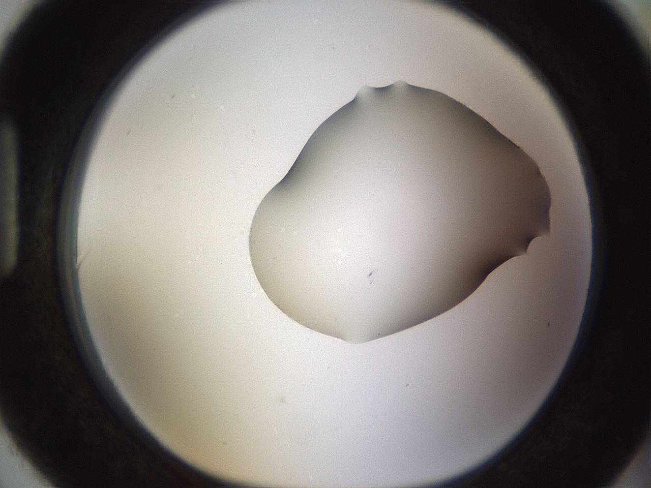 folderID271_plateID1271_batchID4169_wellNum90_profileID1_d1_r74474_ef.jpg