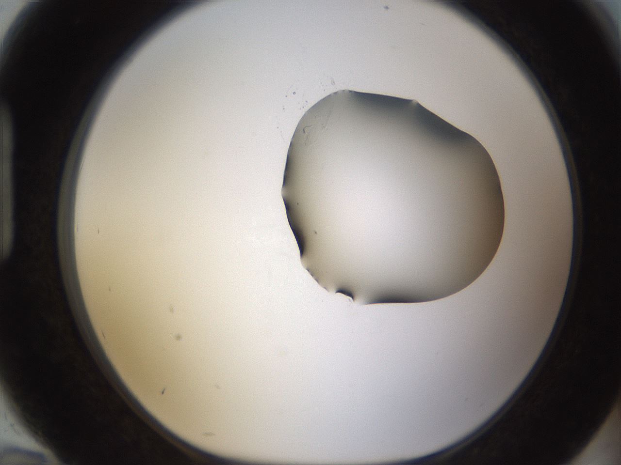 folderID271_plateID1271_batchID4169_wellNum94_profileID1_d1_r74482_ef.jpg