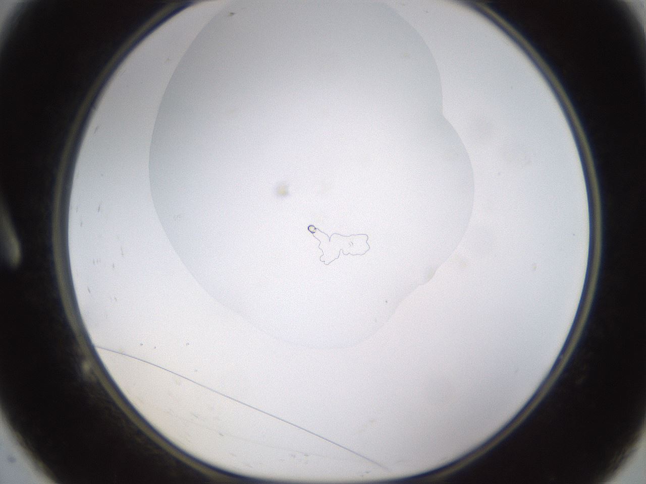 folderID271_plateID1271_batchID4169_wellNum9_profileID1_d1_r74312_ef.jpg
