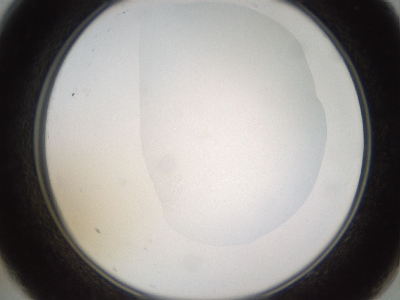 folderID271_plateID1271_batchID4169_wellNum9_profileID1_d2_r74313_ef.jpg