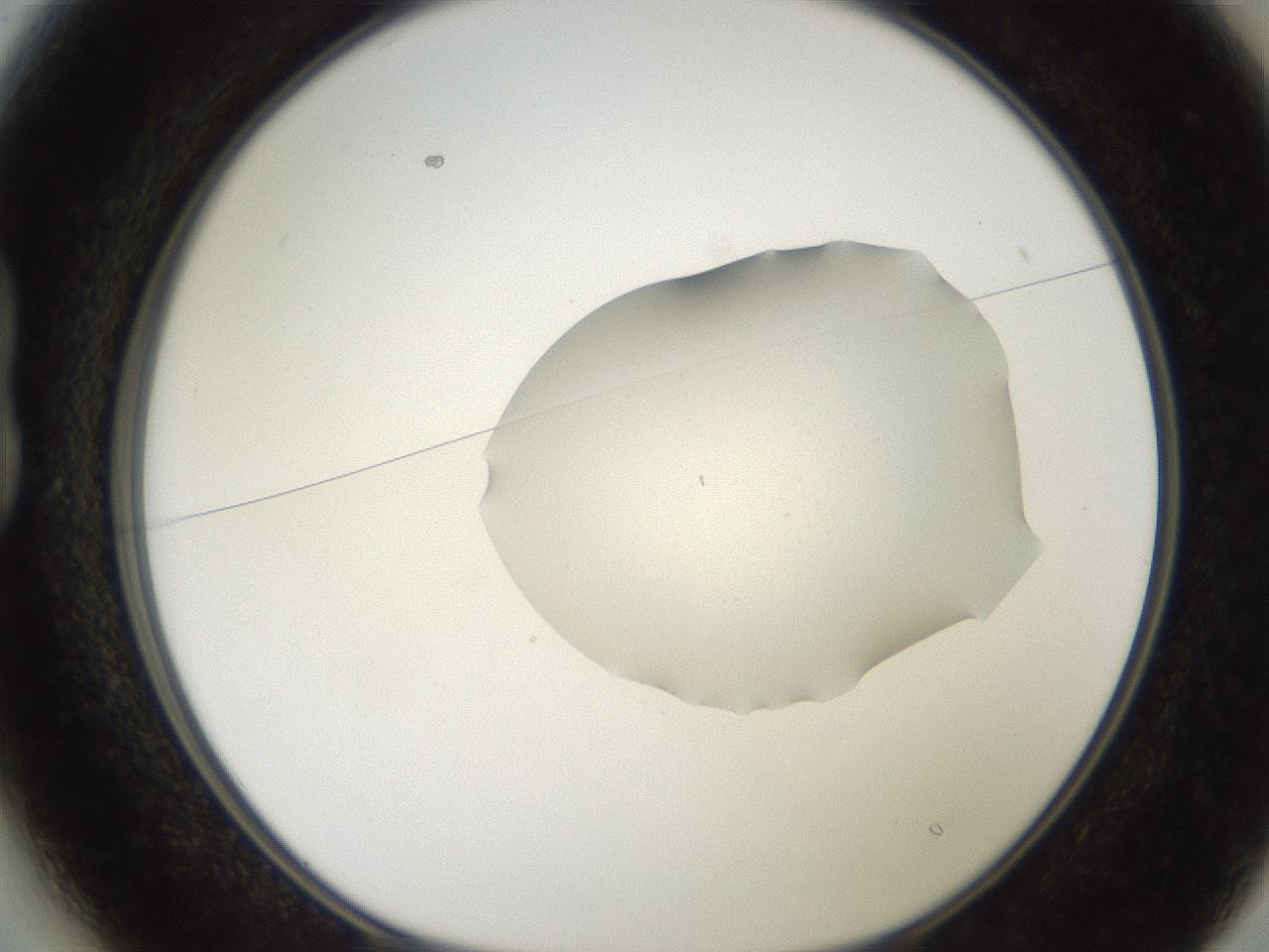 folderID271_plateID2271_batchID10709_wellNum13_profileID1_d1_r158452_ef.jpg