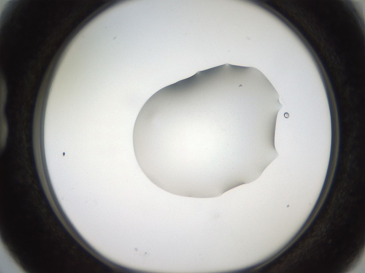 folderID271_plateID2271_batchID10709_wellNum15_profileID1_d1_r158454_ef.jpg