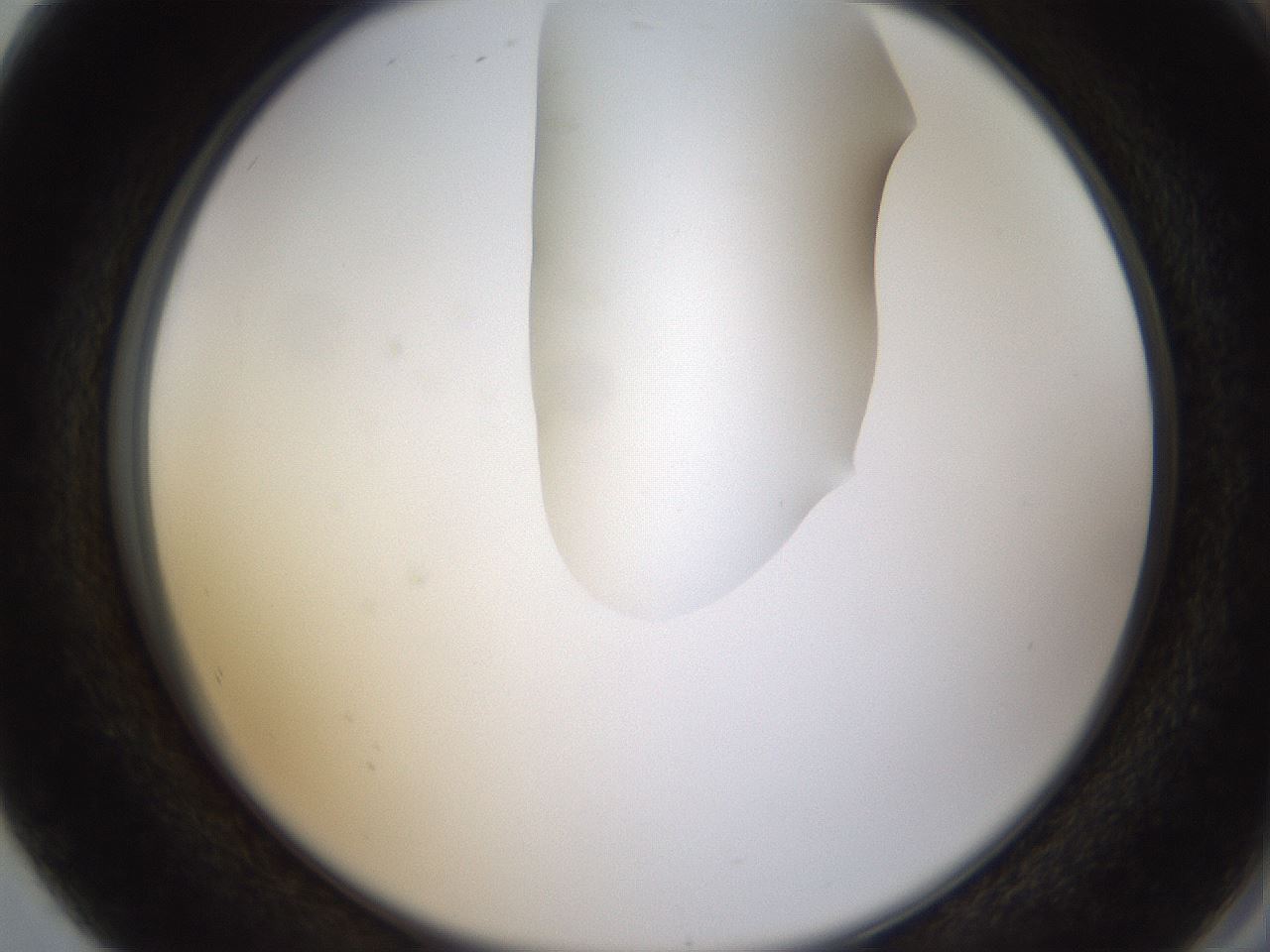 folderID271_plateID1271_batchID4169_wellNum80_profileID1_d2_r74455_ef.jpg