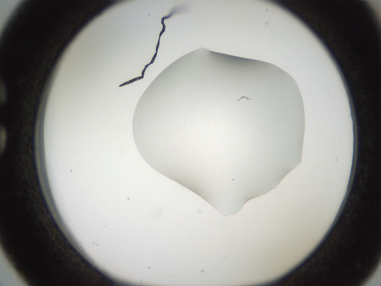 folderID271_plateID2271_batchID10709_wellNum26_profileID1_d1_r158465_ef.jpg